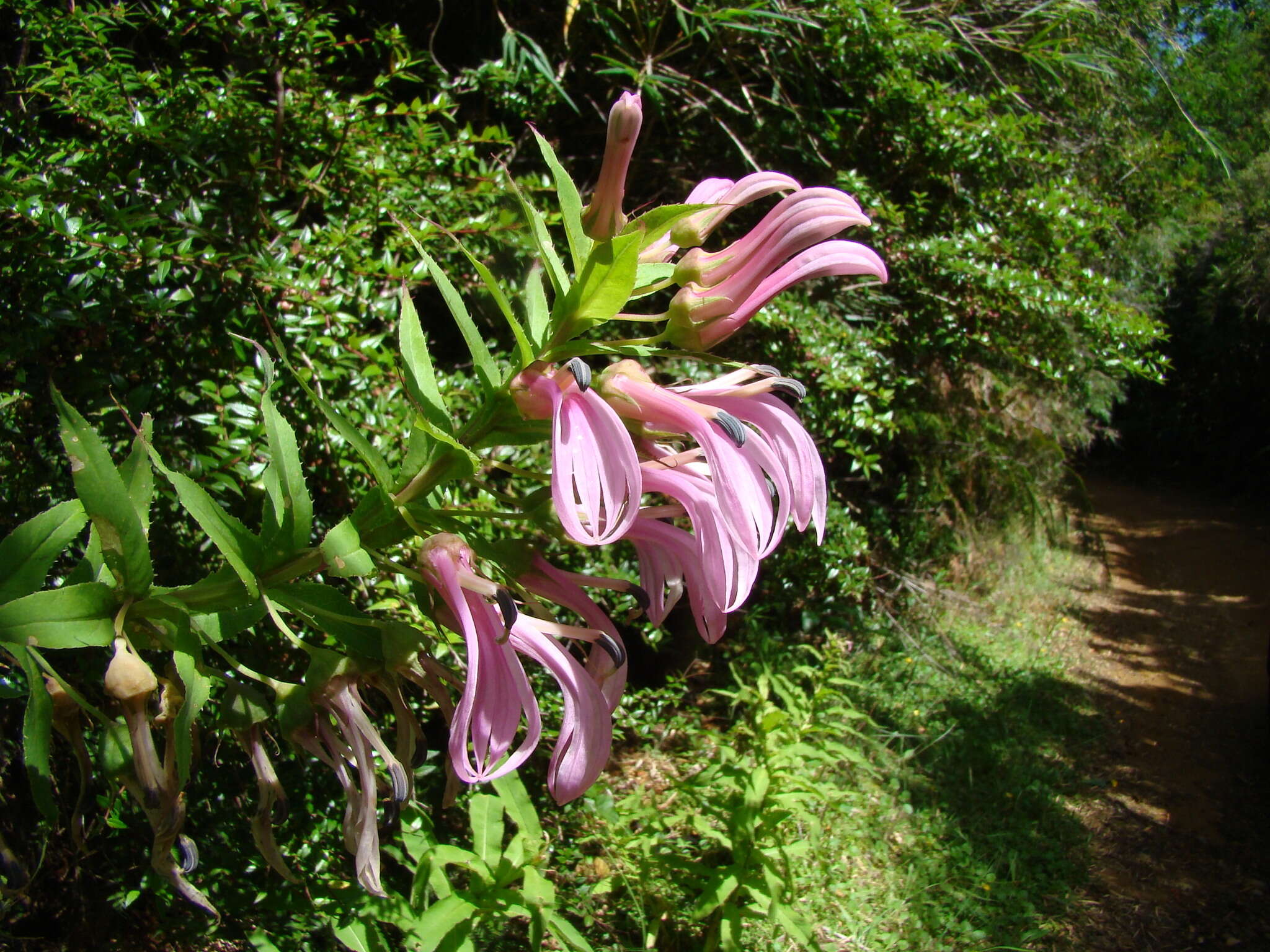 Imagem de Lobelia bridgesii Hook. & Arn.