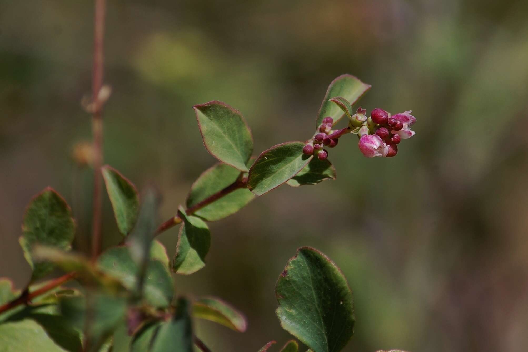 Image of common snowberry