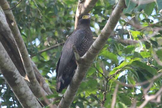 Image de Serpentaire des Andaman