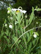 Image of Clematis villosa DC.