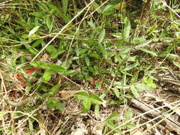 Image of Glycine cyrtoloba Tindale