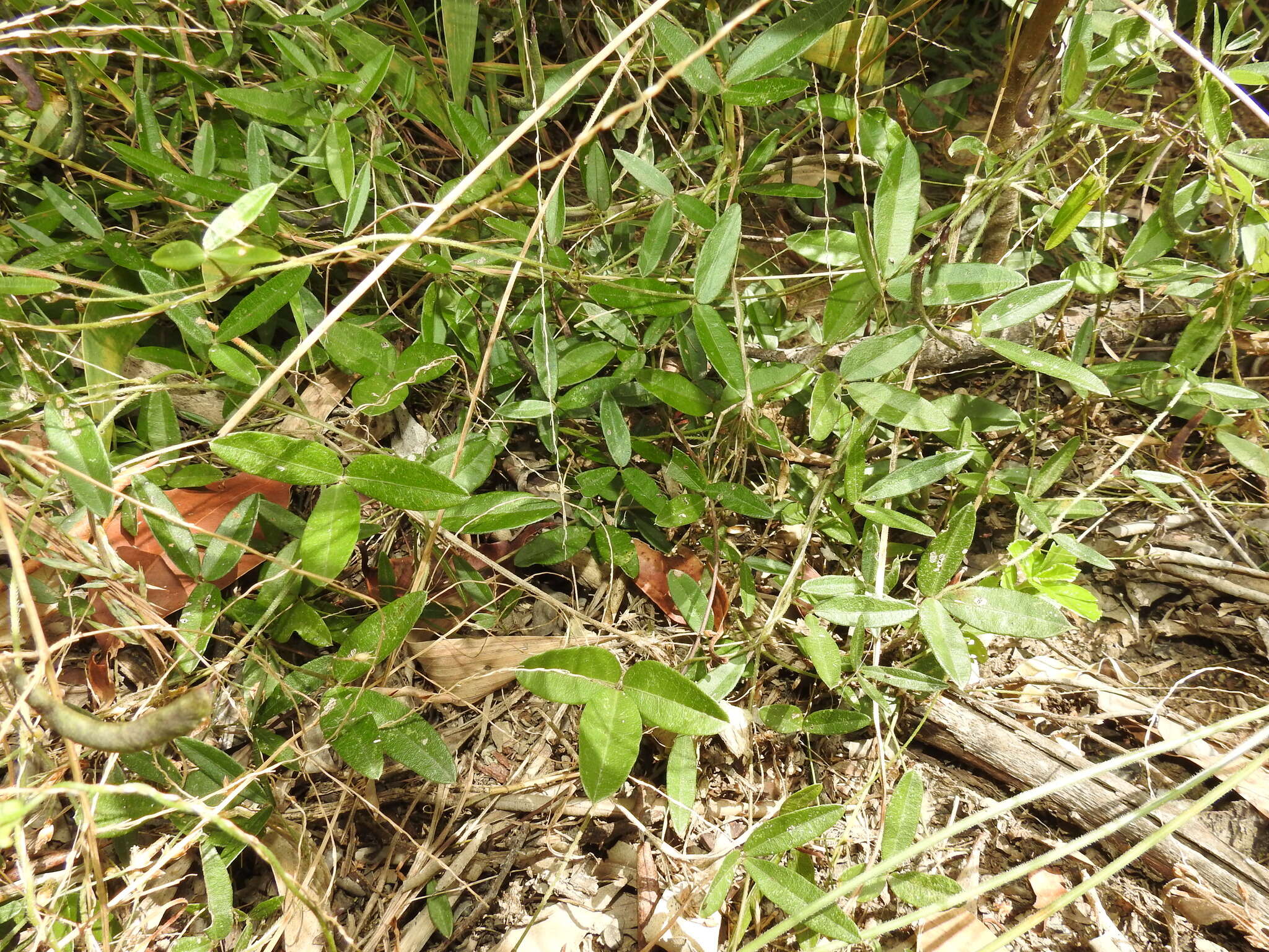 Image of Glycine cyrtoloba Tindale