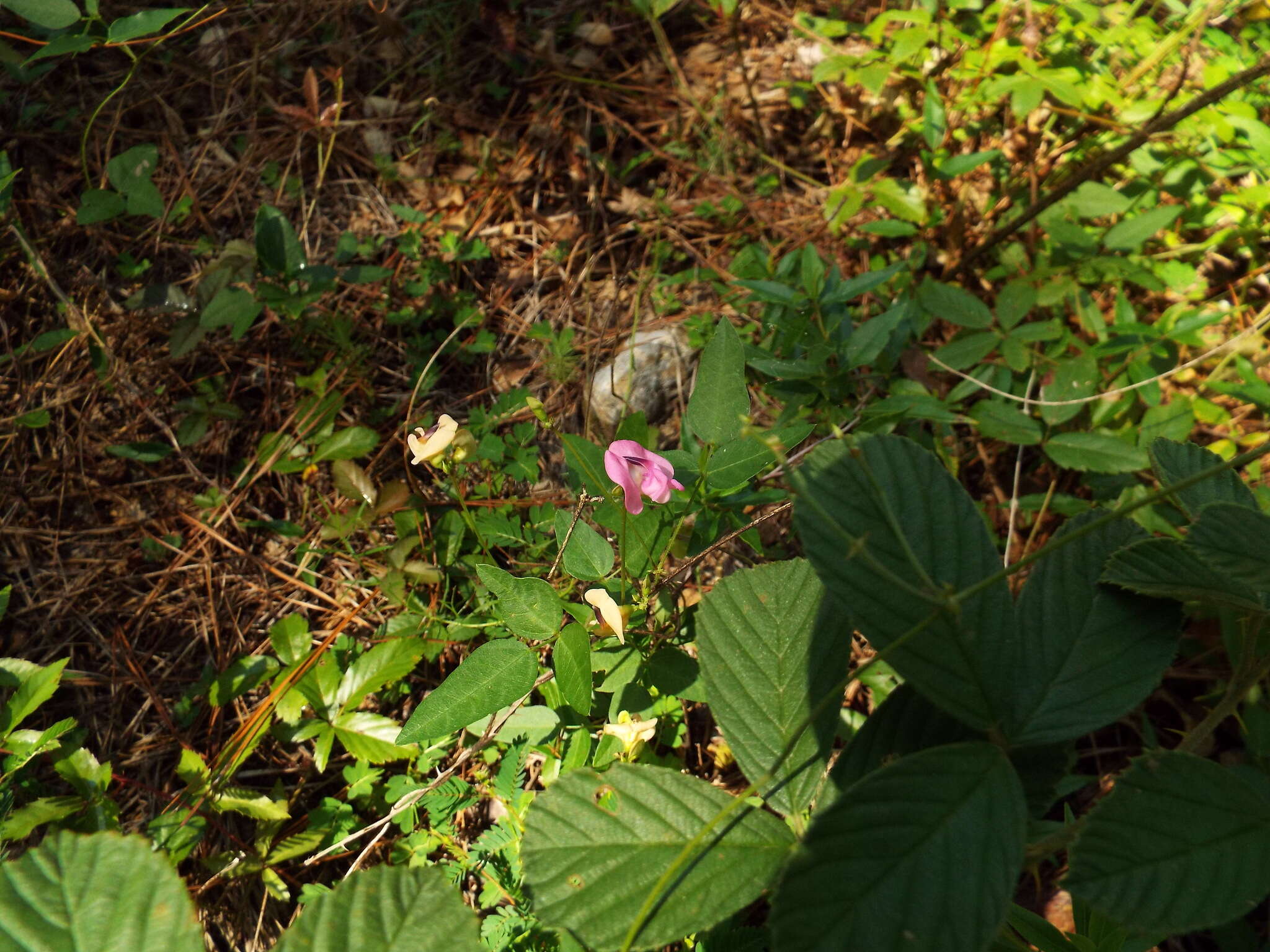 Image of pink fuzzybean