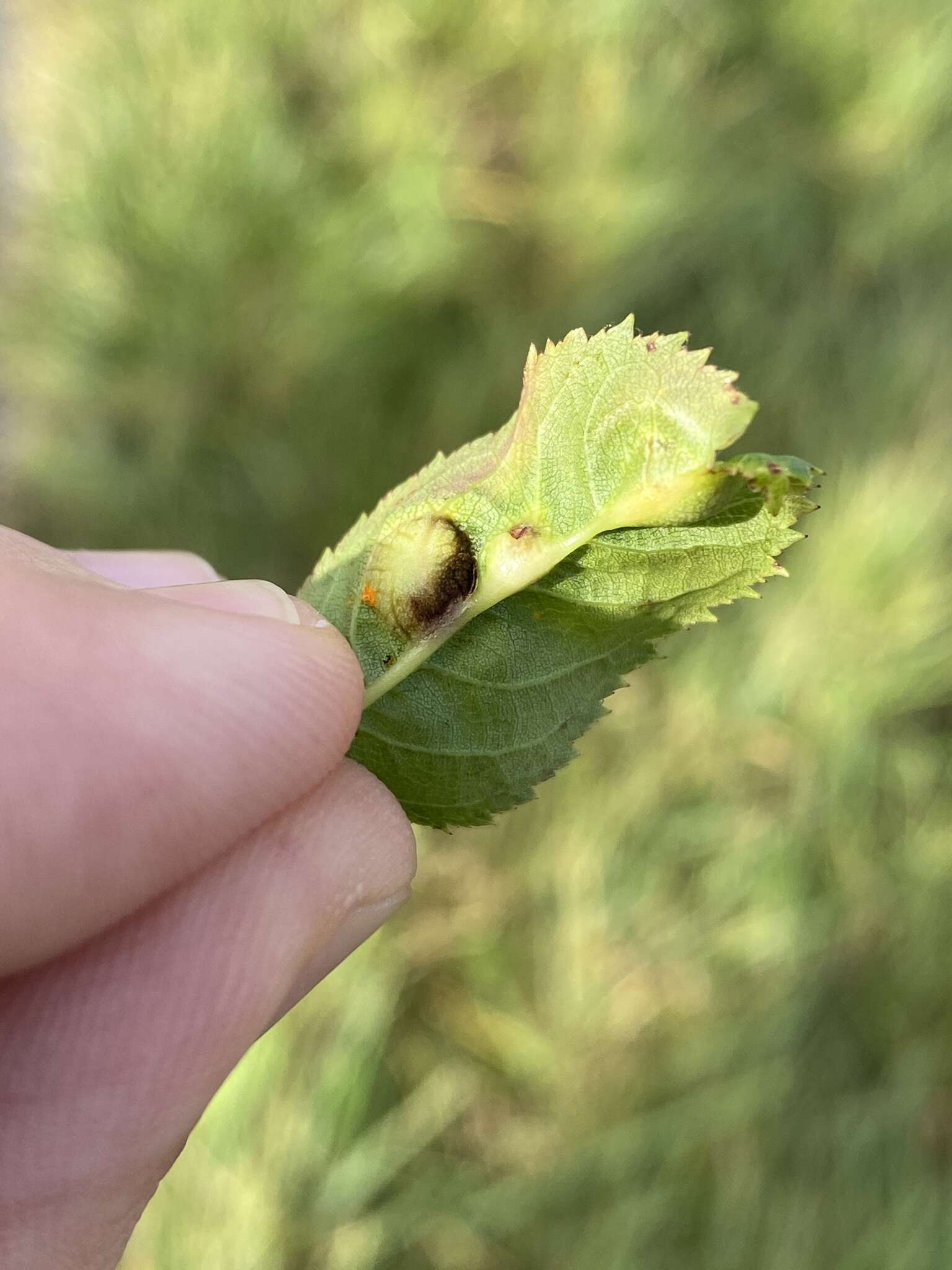 Plancia ëd <i>Diplolepis spinosissimae</i>