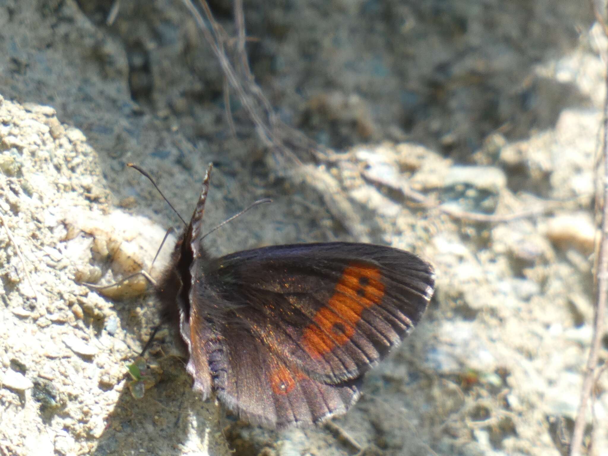 Image of Erebia euryale Esper 1777