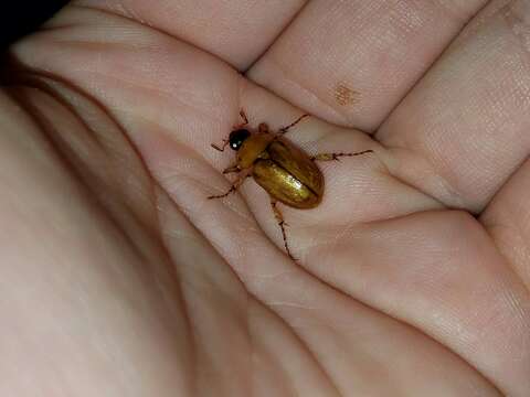 Image of Northern Masked Chafer