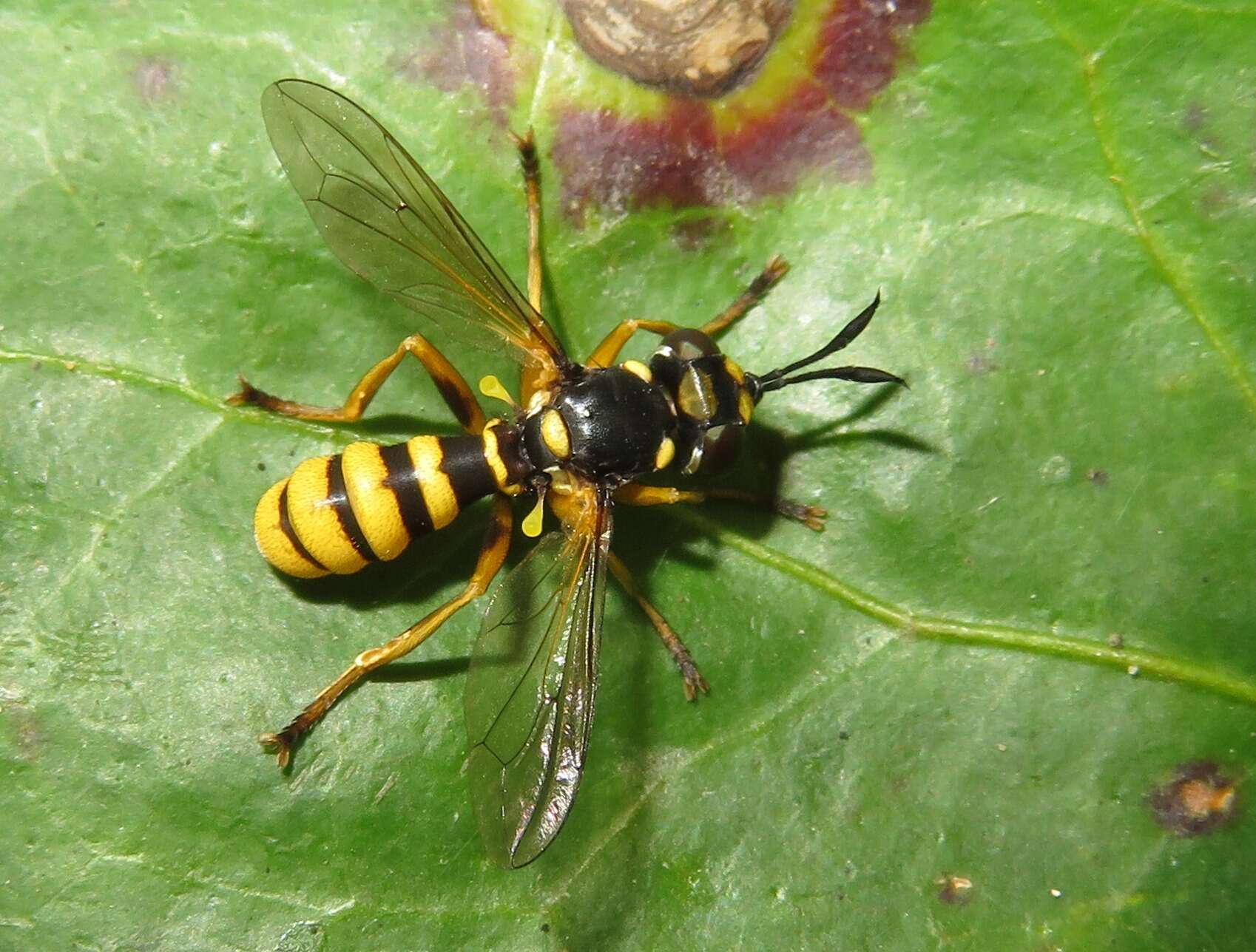 Image of Leopoldius coronatus (Rondani 1857)