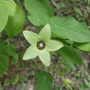 صورة Matelea suberifera (Robinson) W. D. Stevens