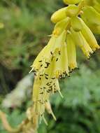 Image of Kniphofia parviflora Kunth