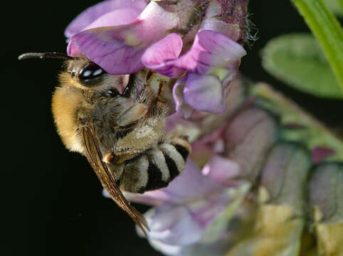 Image of Eucera nigrescens Pérez 1879