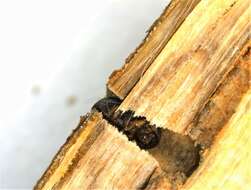 Image of Black twig borer