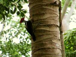 Image of Pale-billed Woodpecker