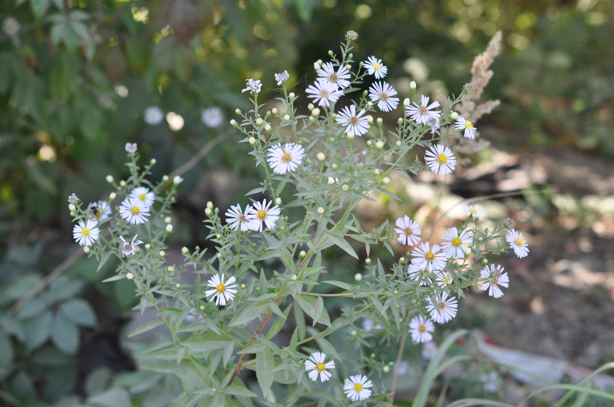 Image de Symphyotrichum salignum (Willd.) G. L. Nesom