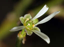 Image de Glossopetalon spinescens var. aridum M. E. Jones