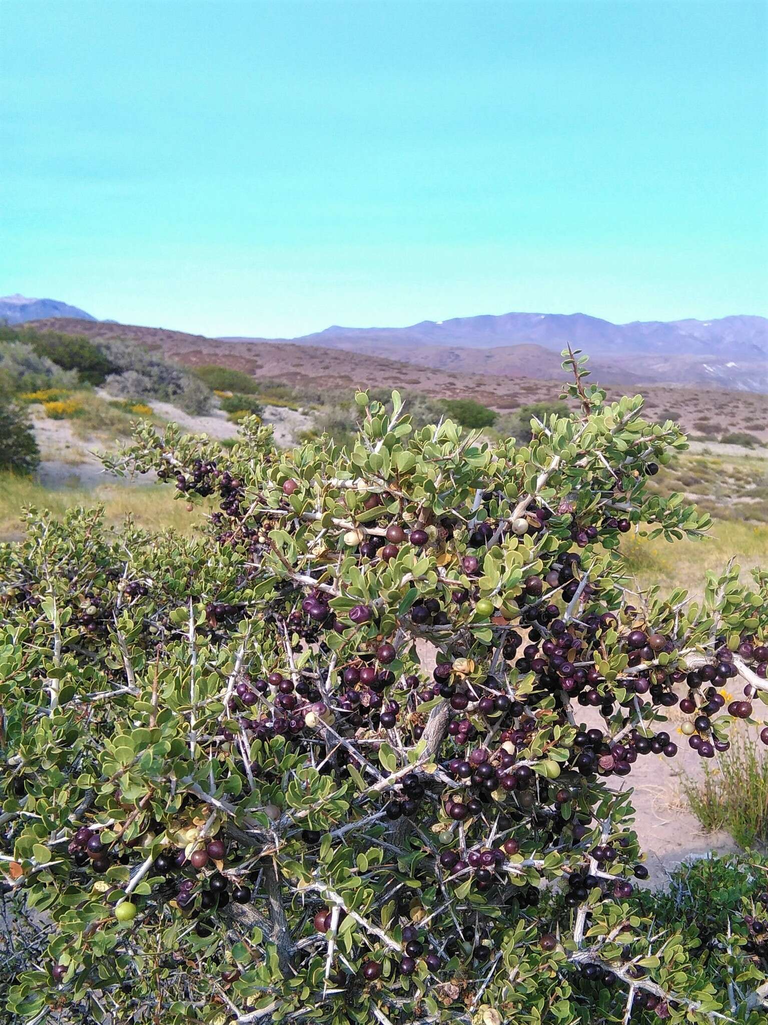 Schinus johnstonii F. A. Barkley resmi