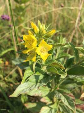 Слика од Lysimachia punctata L.