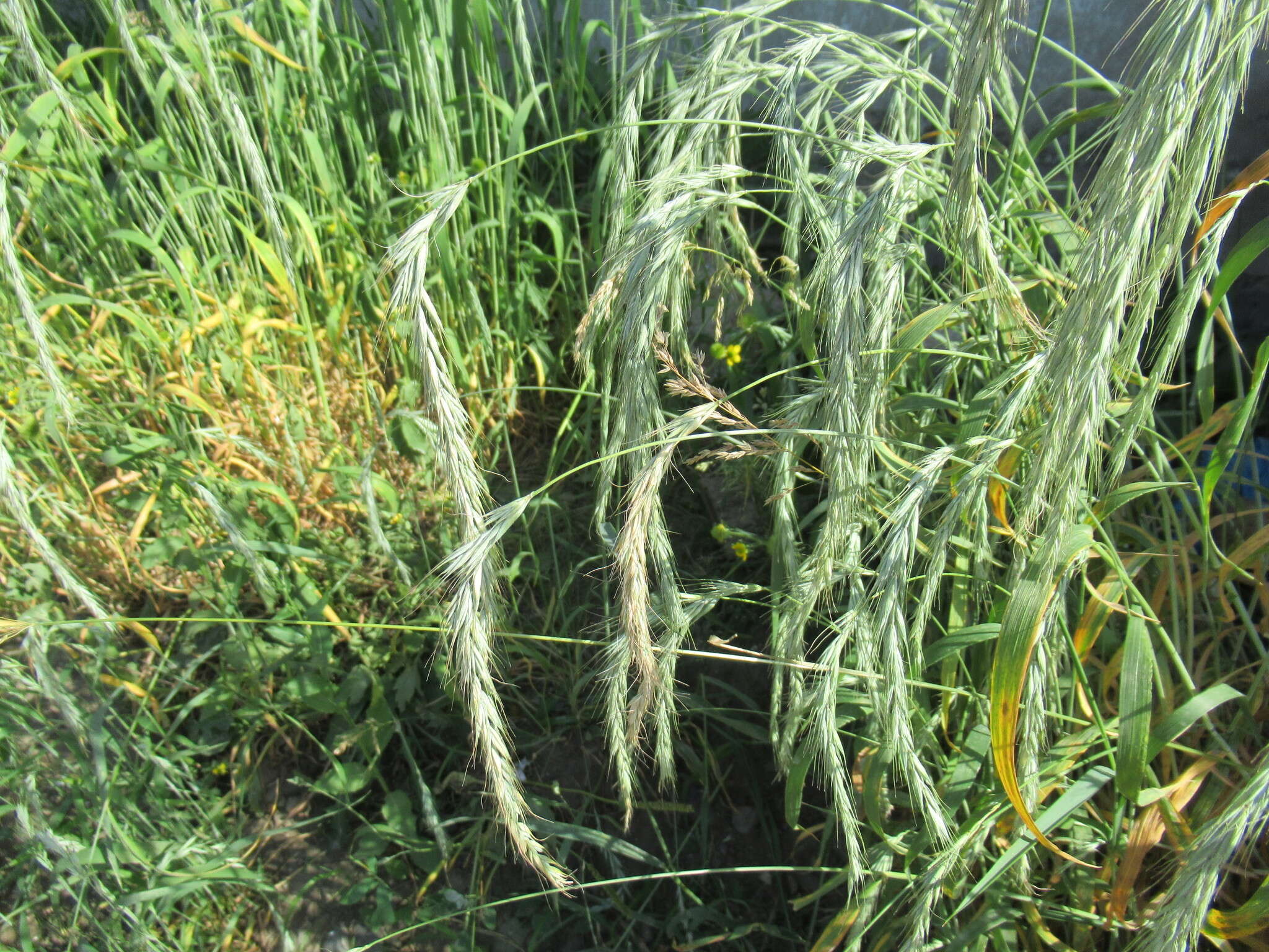 Image of Siberian Wild Rye