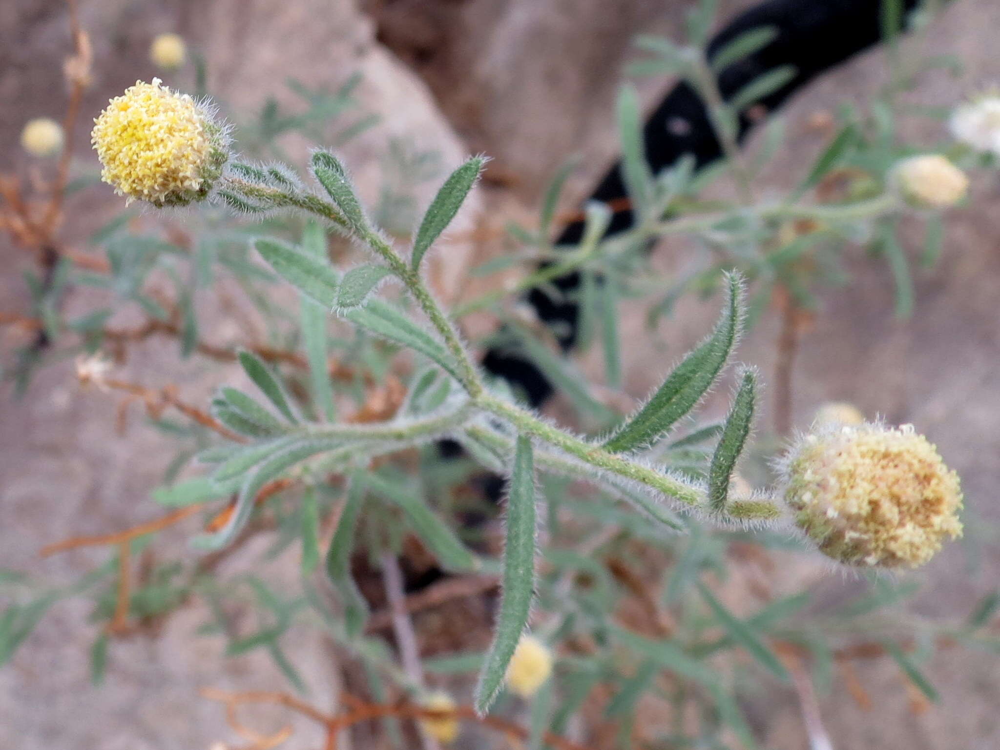 Слика од Chrysocoma puberula Schltr. ex Merxm.