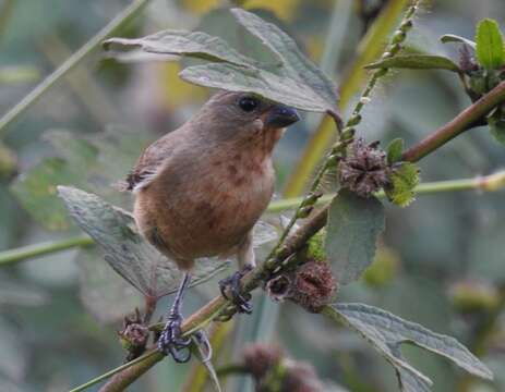 Image of Chestnut-bellied Seedeater