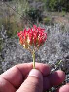 Image of Common kalanchoe