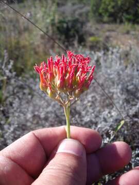 Image of Common kalanchoe