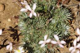 Image of Stylidium lepidum F. Müll. ex Benth.