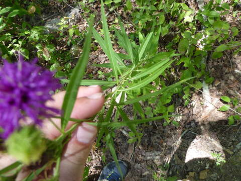 Image of Arkansas ironweed