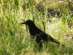 Sivun Strepera versicolor melanoptera Gould 1846 kuva