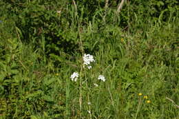 Слика од Hesperis sibirica L.