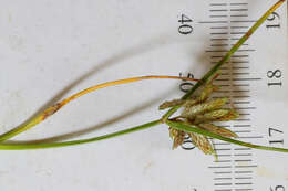 Image of slender flatsedge