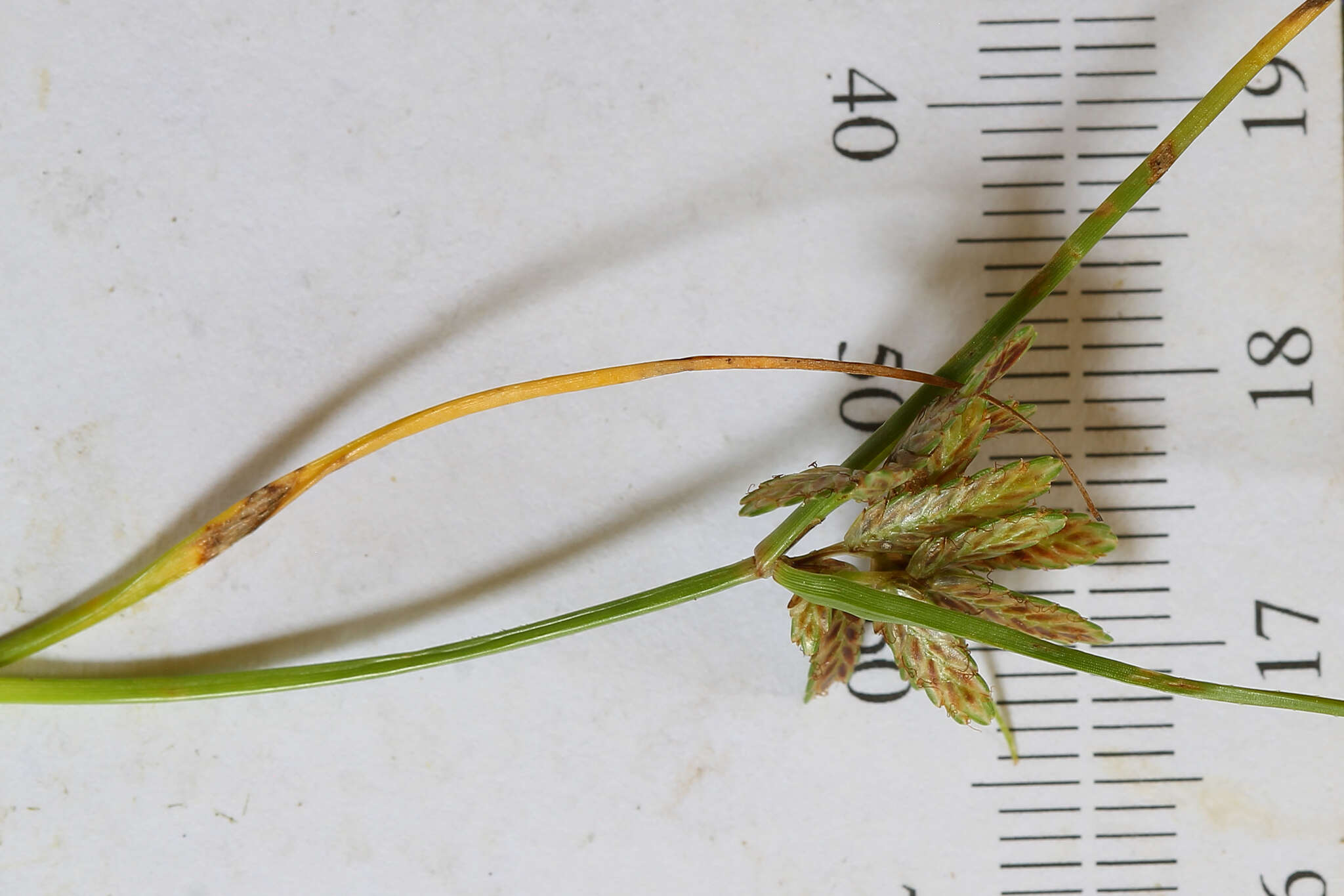 Image of slender flatsedge