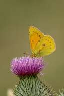 Colias vauthierii vauthierii的圖片