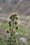 Image de Cynoglossum circinnatum (Ledeb.) Greuter & Burdet