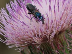 Image of Osmia chalybea Smith 1853