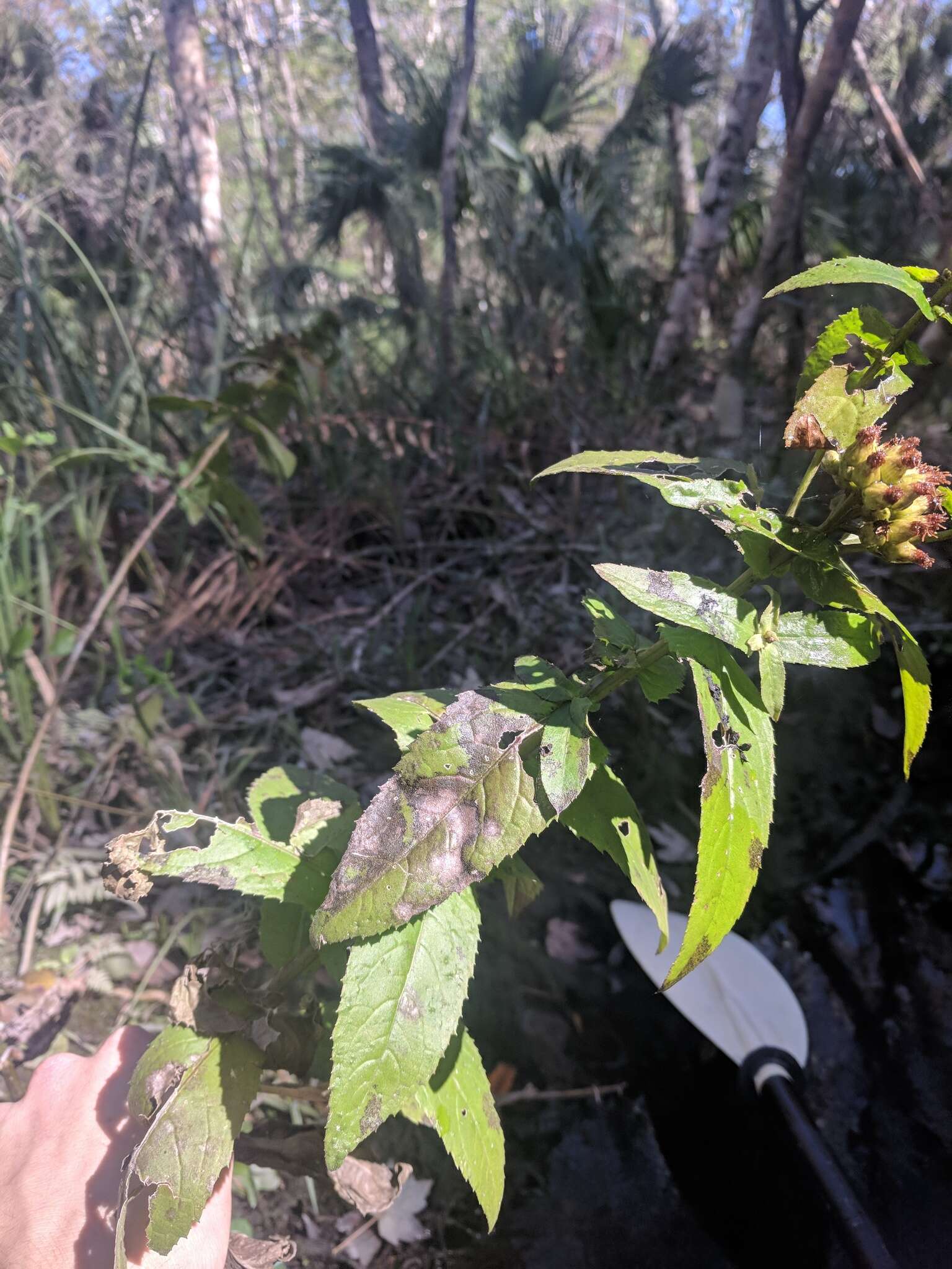 Pluchea longifolia Nash resmi