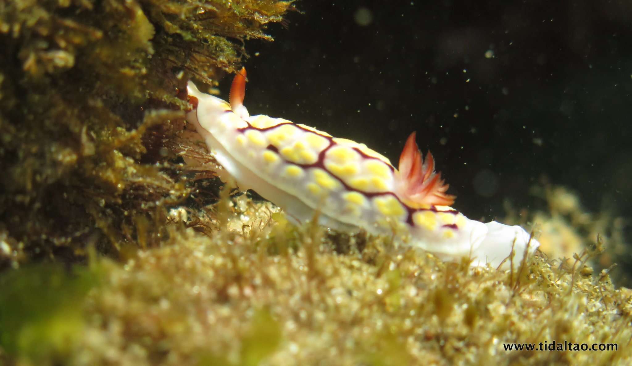 Слика од Goniobranchus conchyliatus (Yonow 1984)