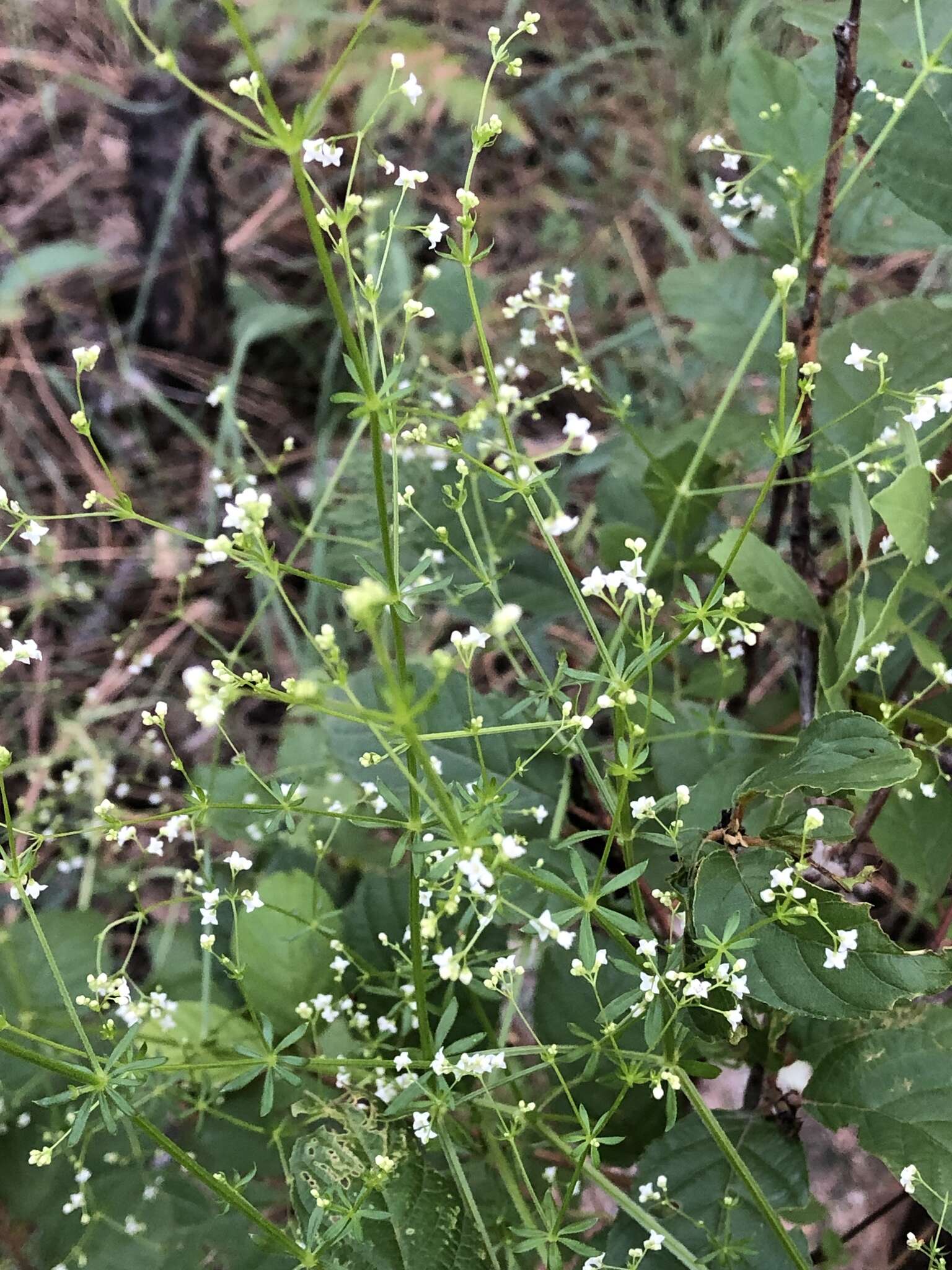 Galium mexicanum Kunth resmi