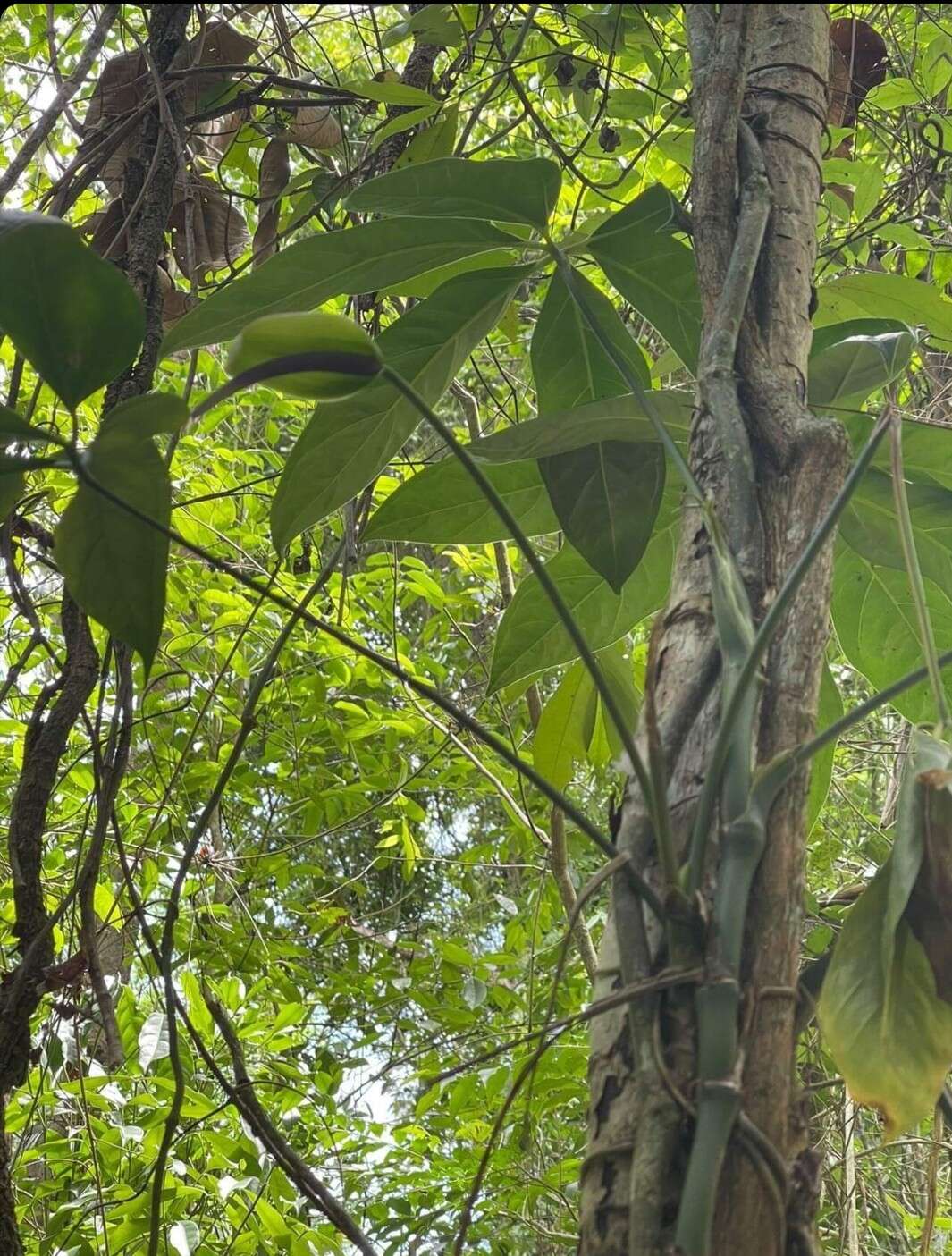 Anthurium pentaphyllum (Aubl.) G. Don的圖片