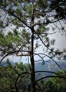 Image of Aztec Pine