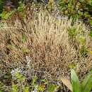 Image de Cladonia capitellata (Hook. fil. & Taylor) C. Bab.