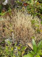 Image de Cladonia capitellata (Hook. fil. & Taylor) C. Bab.