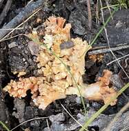 Image de Ramaria capitata Corner 1950