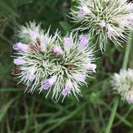 Image of Appalachian Mountain-Mint