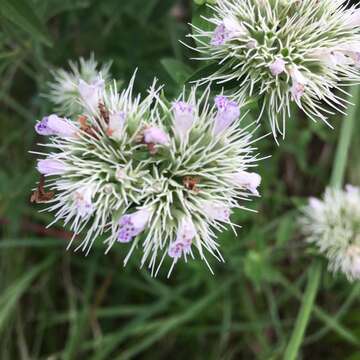 Pycnanthemum flexuosum (Walter) Britton, Sterns & Poggenb. resmi