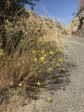 Image of Kern Canyon false goldenaster