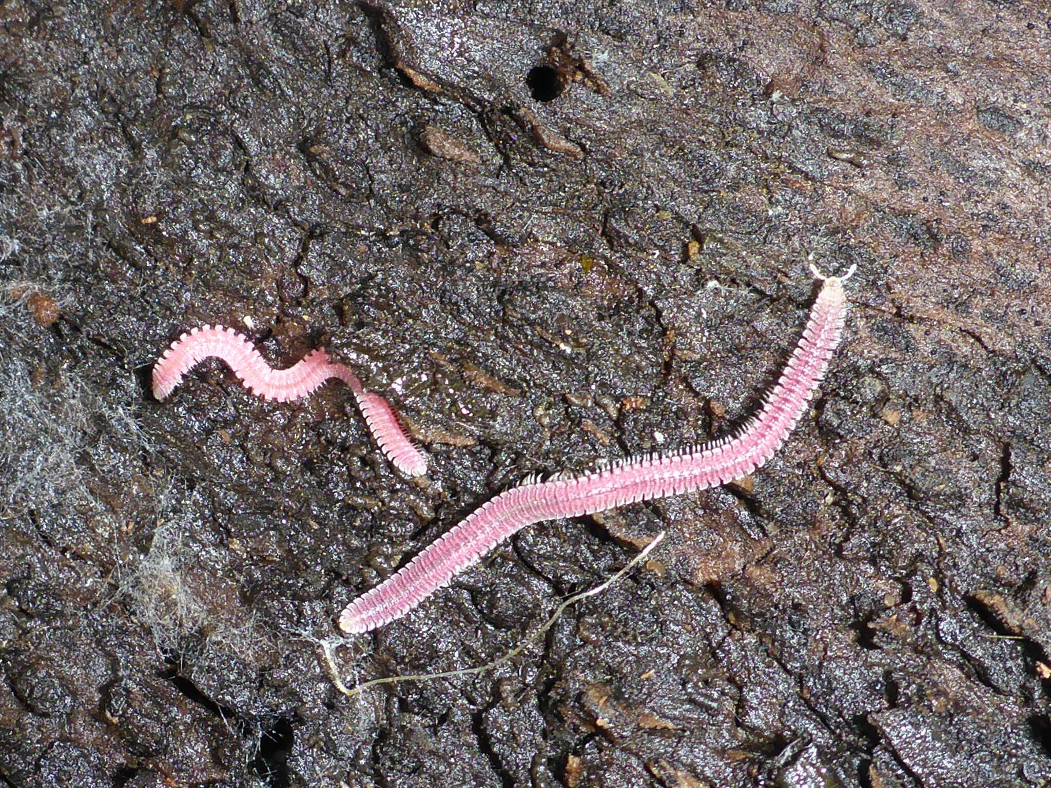 Image of Gosodesmus claremontus Chamberlin 1922