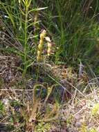 Image de Drosera filiformis Raf.