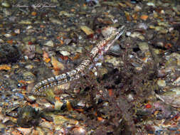 Image of Bluethroat Pikeblenny