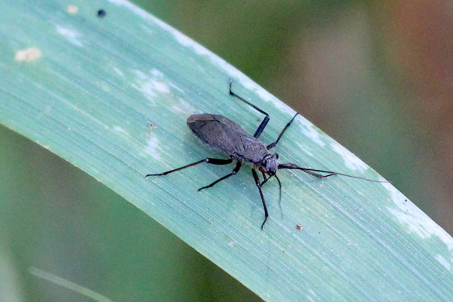 Image of Irbisia pacifica (Uhler 1872)