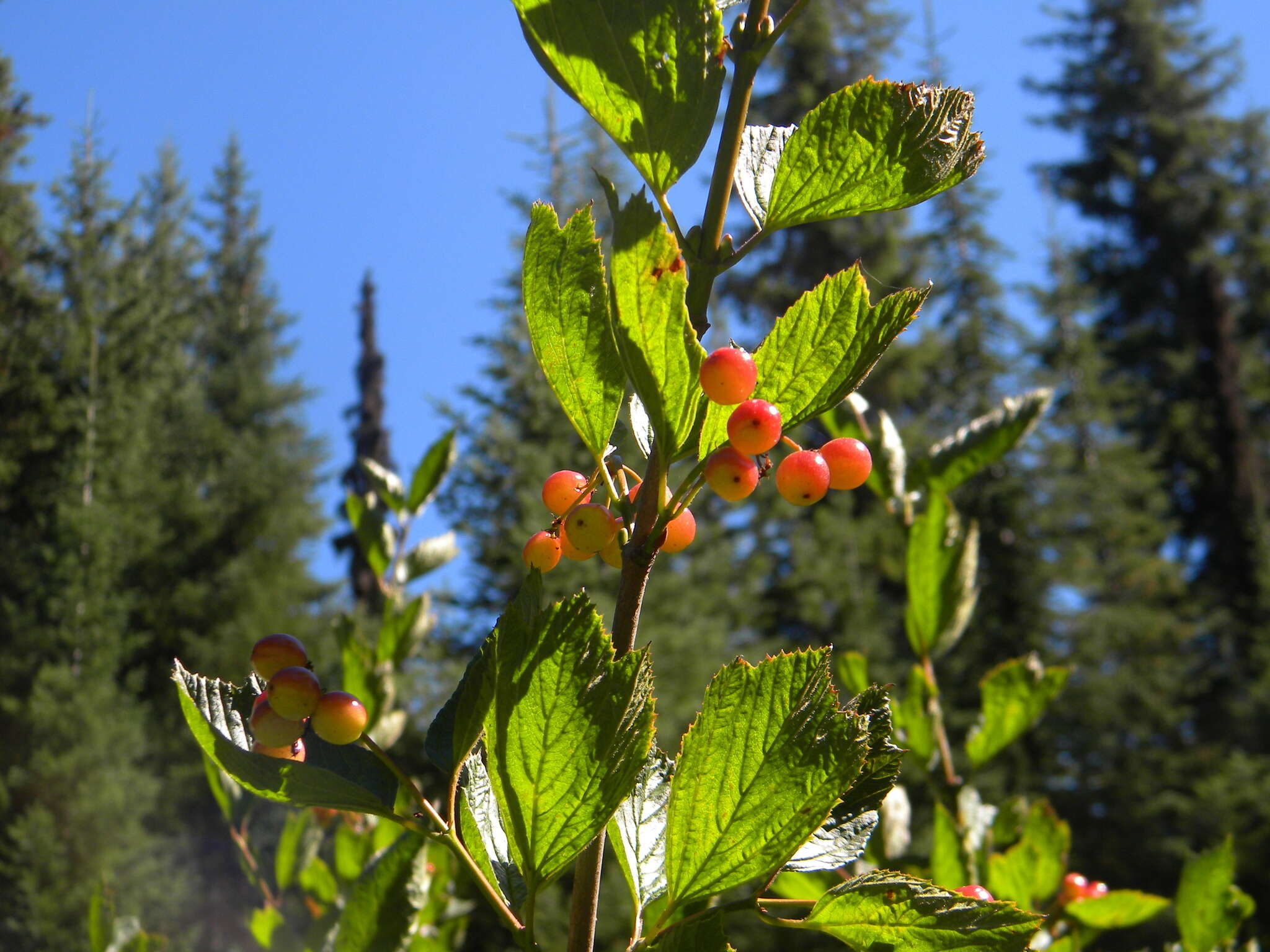 Imagem de Viburnum edule (Michx.) Raf.